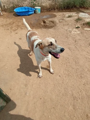 maxitis 2
